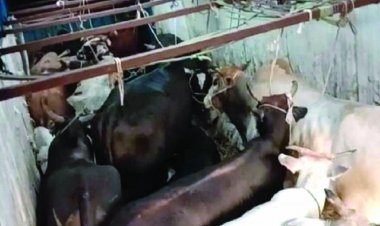 ट्रक में मवेशियों को भरकर बैंगलोर कत्लखाना ले जाते दो ट्रक भिलाई में पकड़ा गया, दो चालक गिरफ्तार