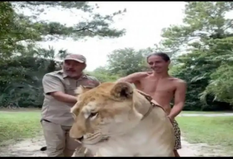 शेर और बाघिन के मिलन से पैदा हुई दुनिया की सबसे बड़ी बिल्ली, 5 मिनट में कर सकती है इंसान को चट